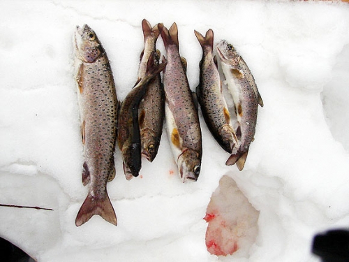 Зимняя рыбалка на ленка
