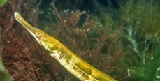 Морская рыба-игла поселилась в башкирском озере Аслы-куль