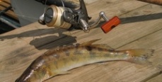 «Турнир Клубов 2011» собрал 171 рыболова на озере Большой Кисегач